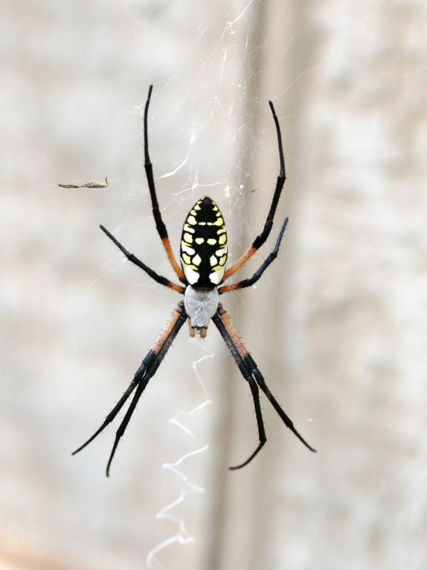 Spider Extermination Service in Frisco, TX