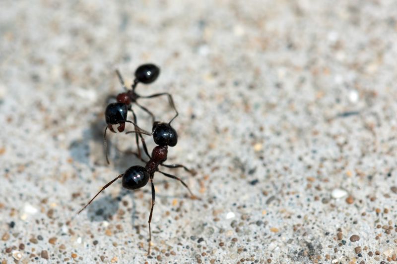 Ant Control Service in Frisco, TX