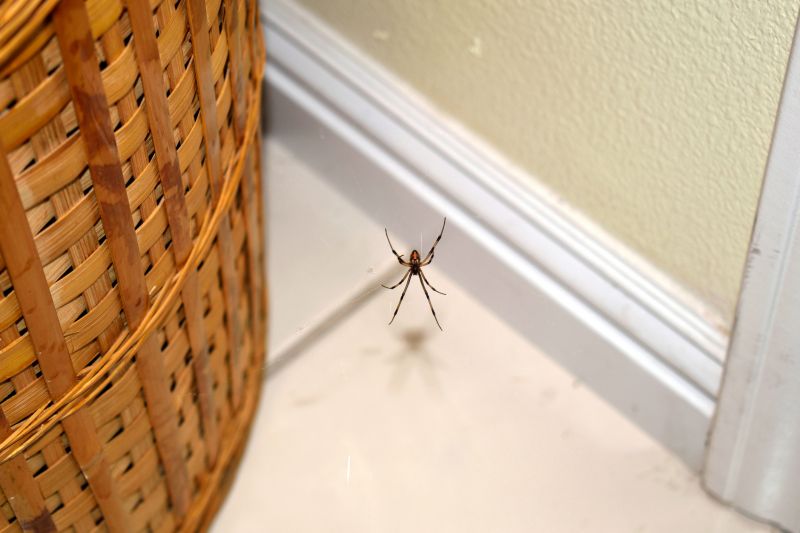 Common Spiders Extermination in Fort Worth, TX