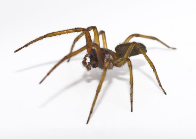 Common Spiders Extermination in Katy, TX