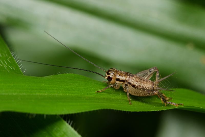 Cricket Prevention in Rockwall, TX