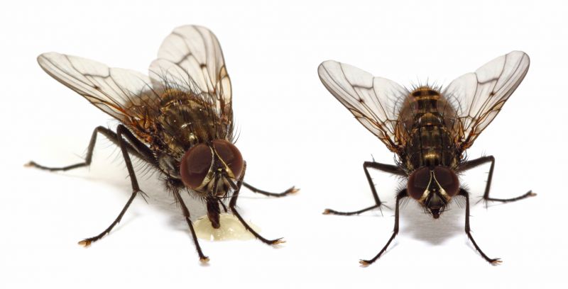 Fly Control Service in Fort Worth, TX