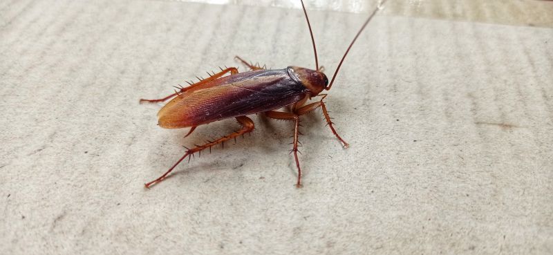 Cockroach Fumigation detail