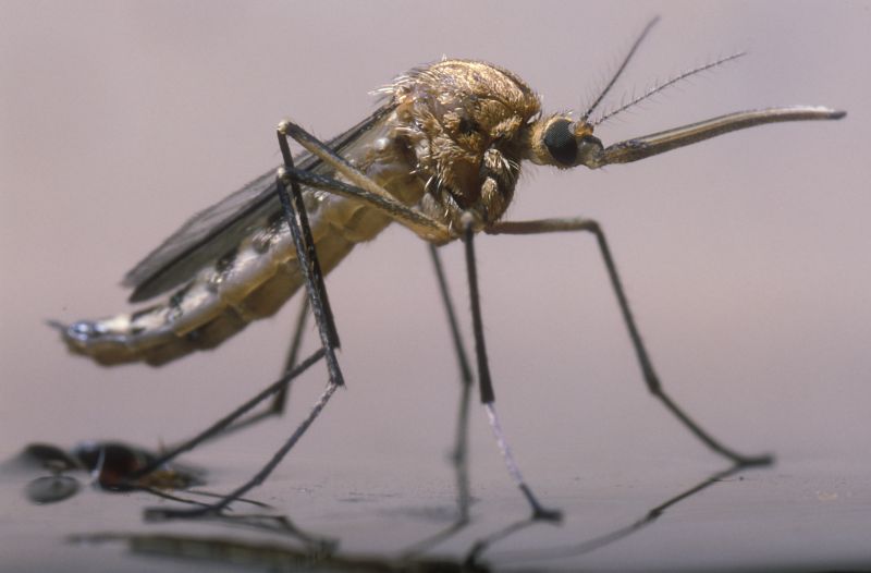 Mosquitoes Pest Control in Mckinney, TX