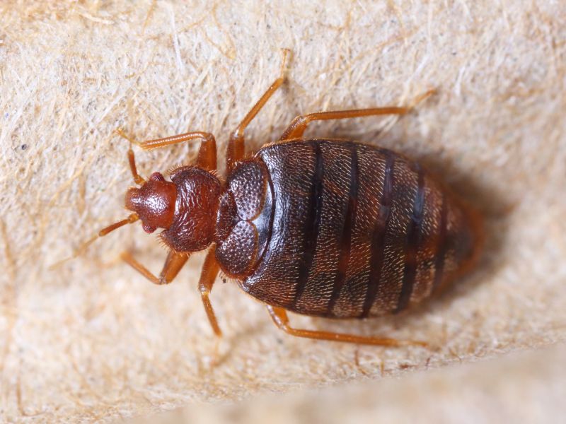The Health And Sleep Impacts Of Bed Bug Infestations