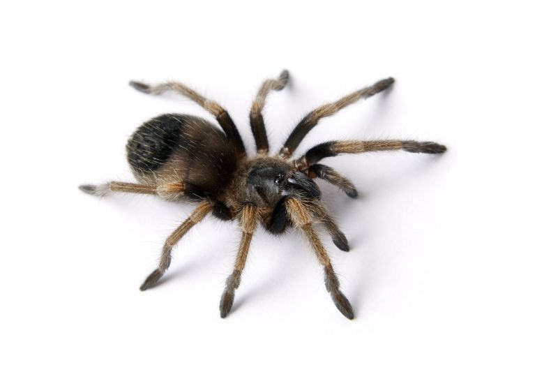 Trapdoor Spider Removal in Katy, TX