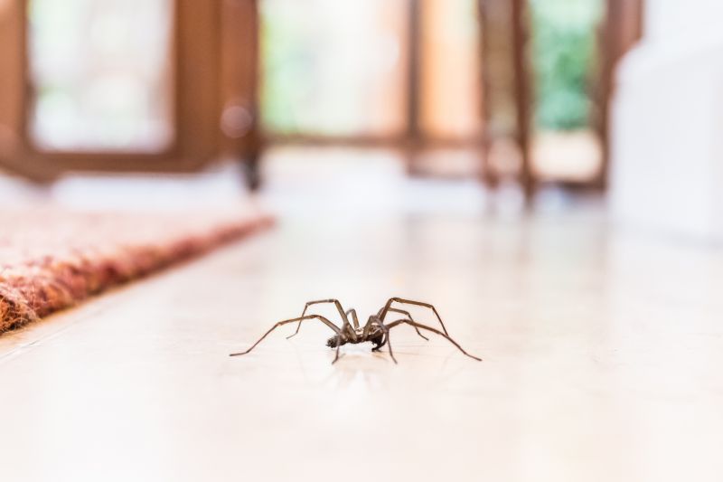 Trapdoor Spider Removal in Rockwall, TX