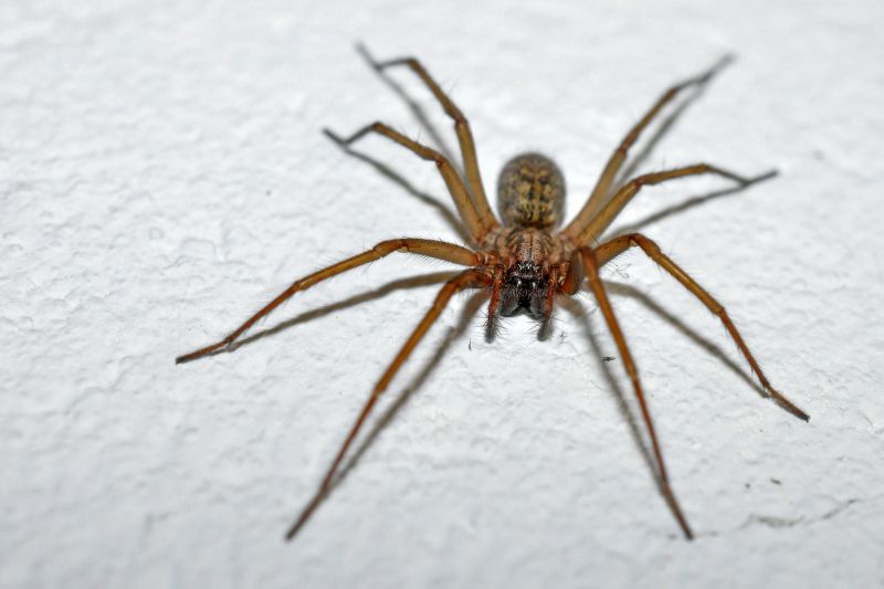 Trapdoor Spider Removal in Fort Worth, TX