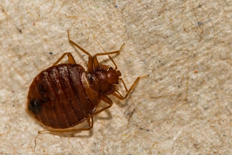 Why Professional Bed Bug Pest Control Is More Effective Than Diy Treatments