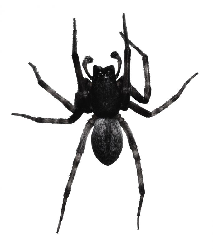 Wolf Spider Removal in Mckinney, TX