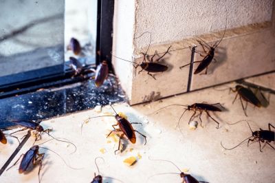 Cockroaches Pass Illnesses and Diseases!