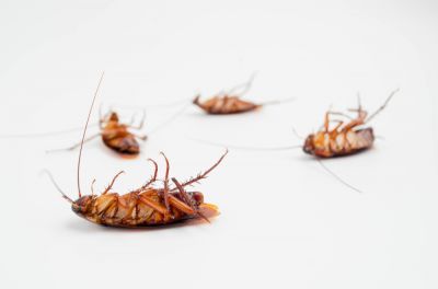 Eliminate Cockroaches from Your Home or Business!