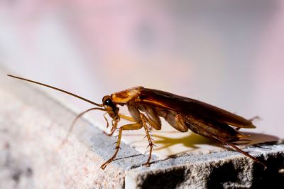 Get Professional Cockroach Fumigation Service!